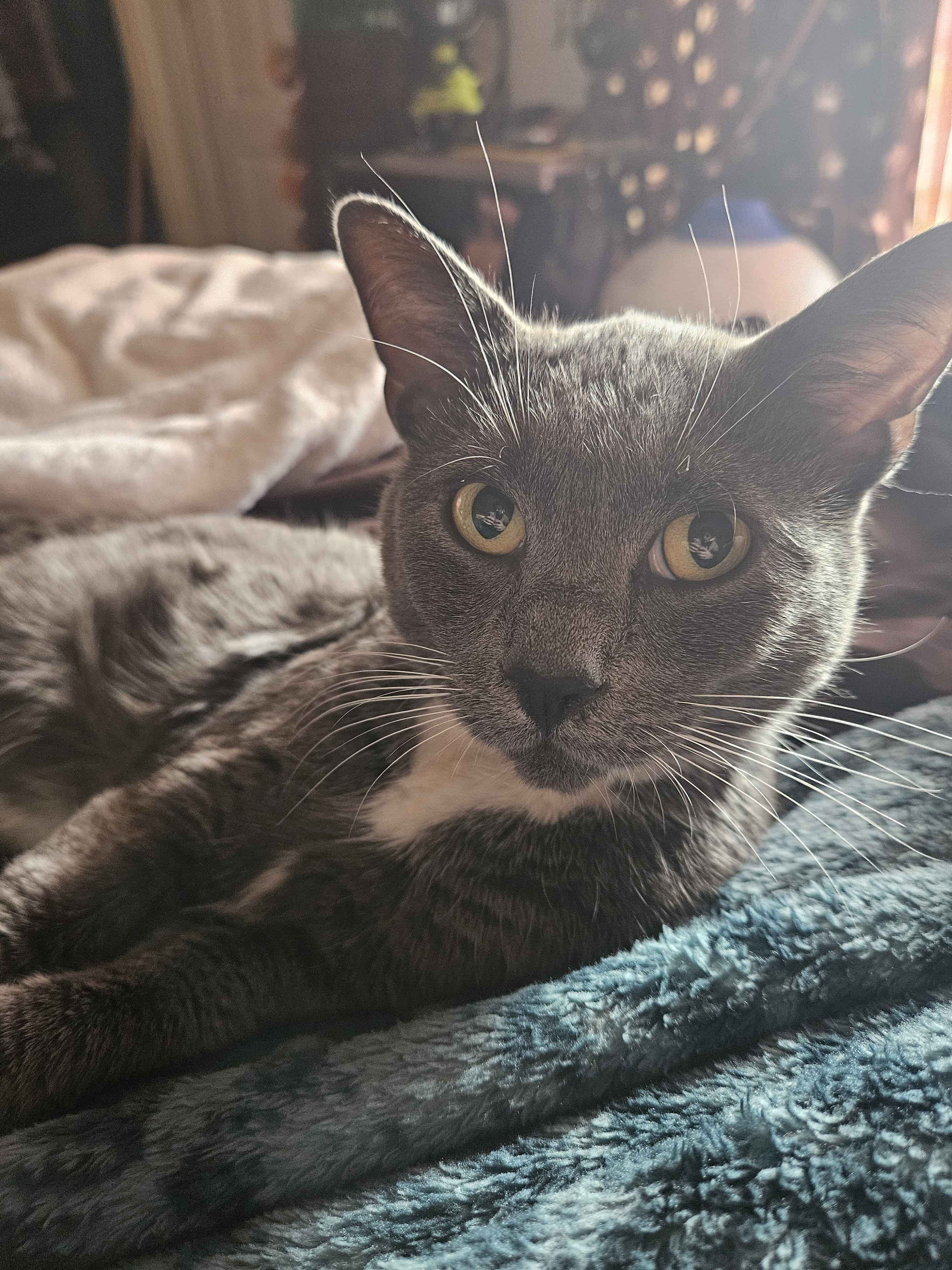 OUR CAT(s) – BoldEgoist
